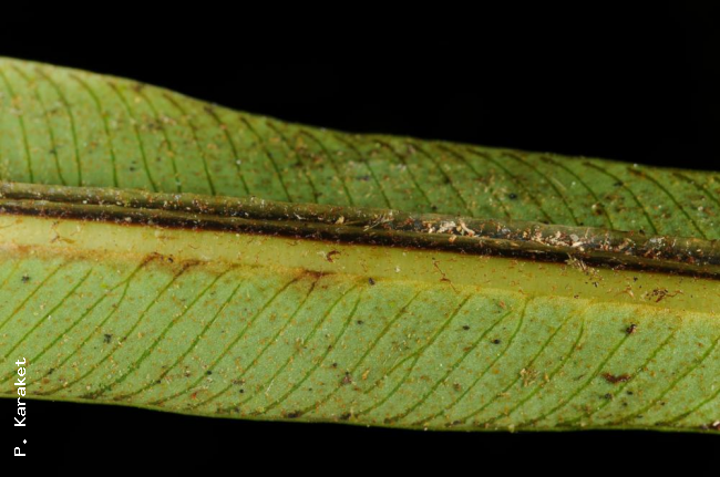 Winged midrib beneath