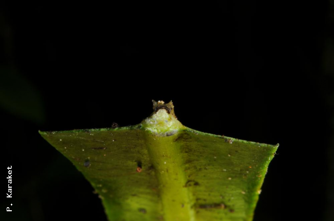 Cross section of midrib showing small wings