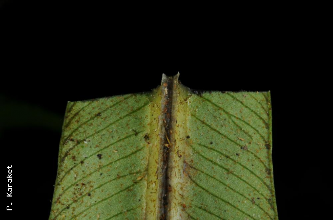 Winged midrib