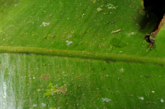 Midrib above