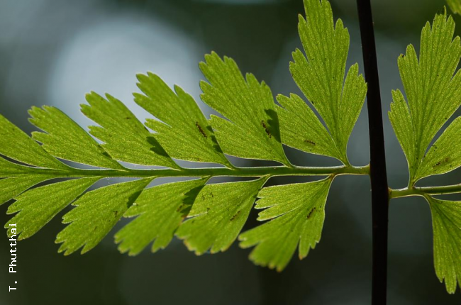 Venation