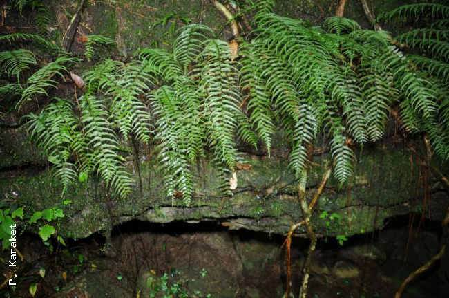 Habit