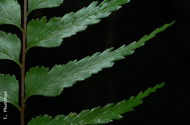 Upper surface of pinnae