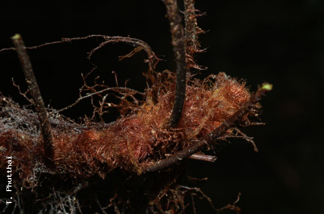 Rhizome