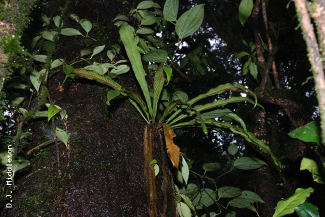Habit