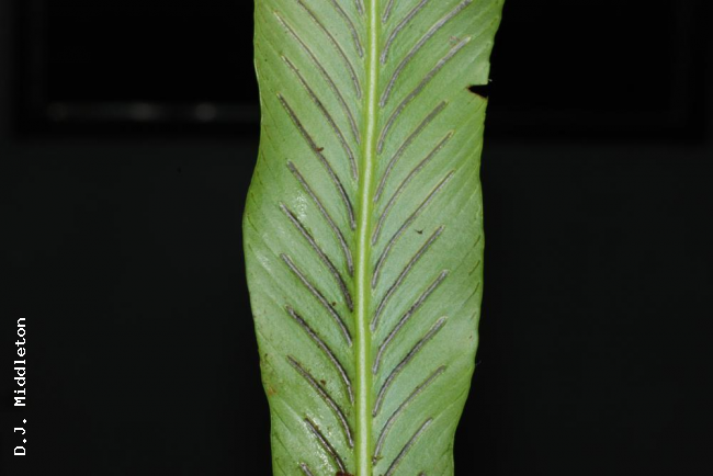 Lower surface of fronds