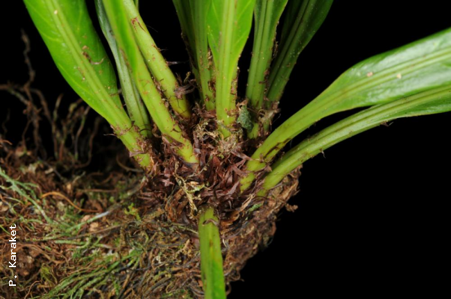 Rhizome and stipes