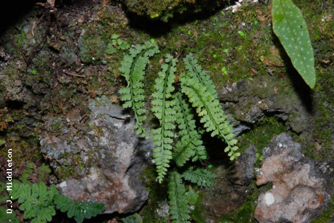 Habit