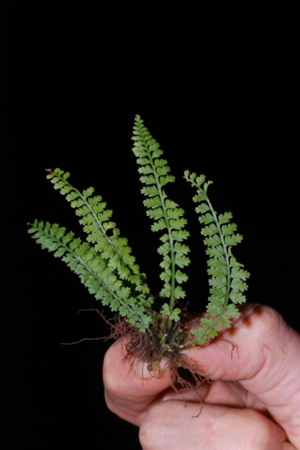Whole plant