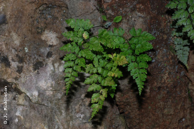 Habit