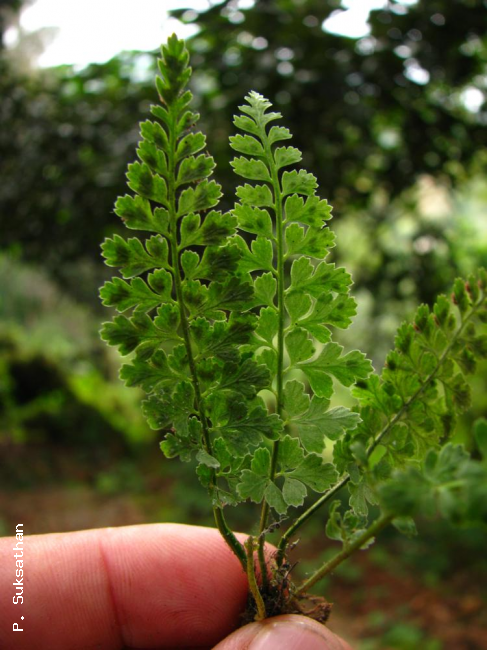 Whole plant