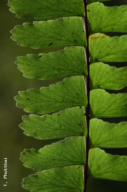 Venation