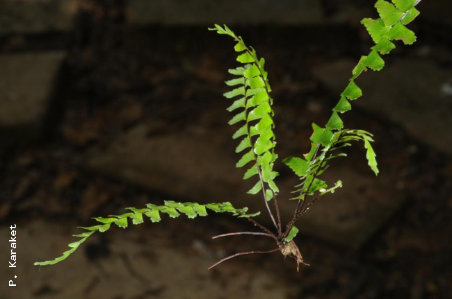 Bulbil at frond apex