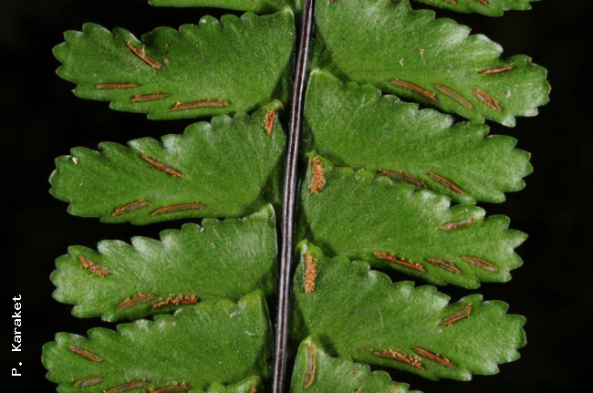 Lower surface of lamina and sori