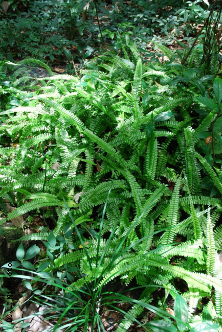 Habit