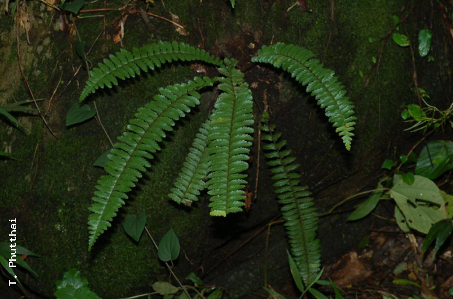 Habit