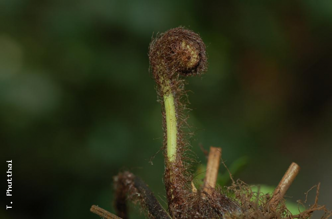 Crozier