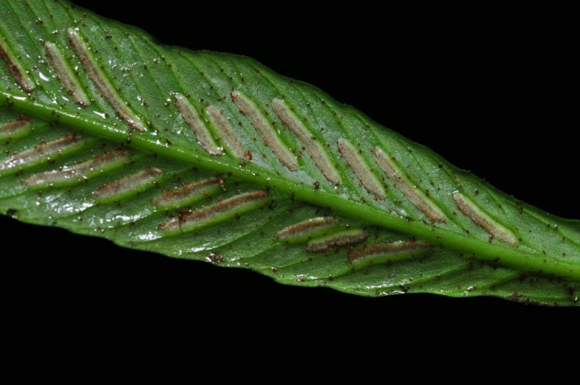 Lower surface of lamina with sori