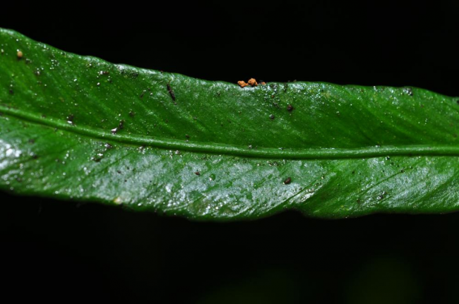Upper surface of lamina