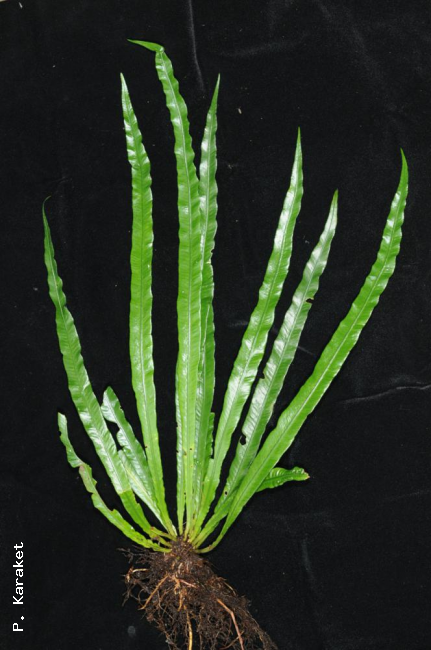 Whole plant