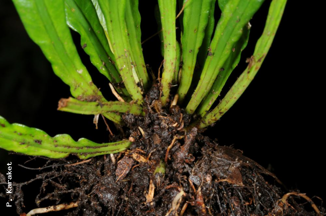 Rhizome and stipe bases