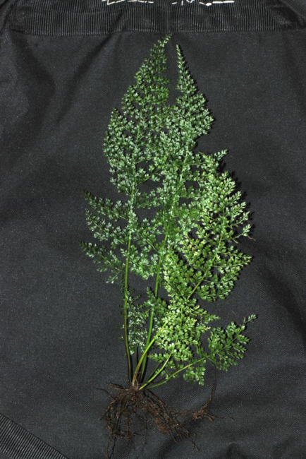 Whole plant