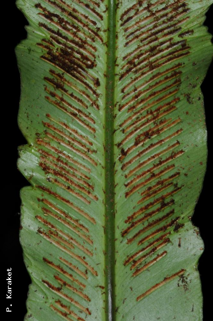 Lower surface of frond with sori