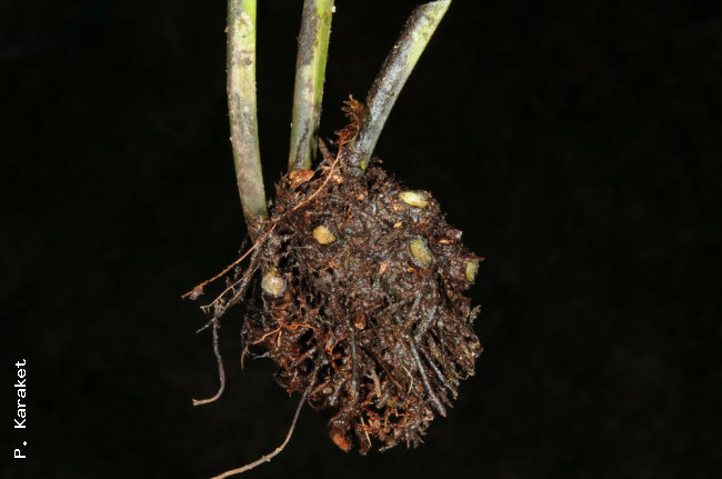 Rhizome