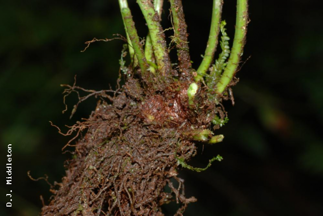 Rhizome