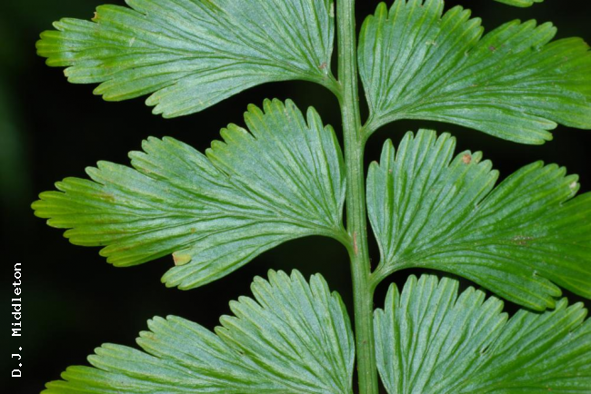 Upper surface of pinnae
