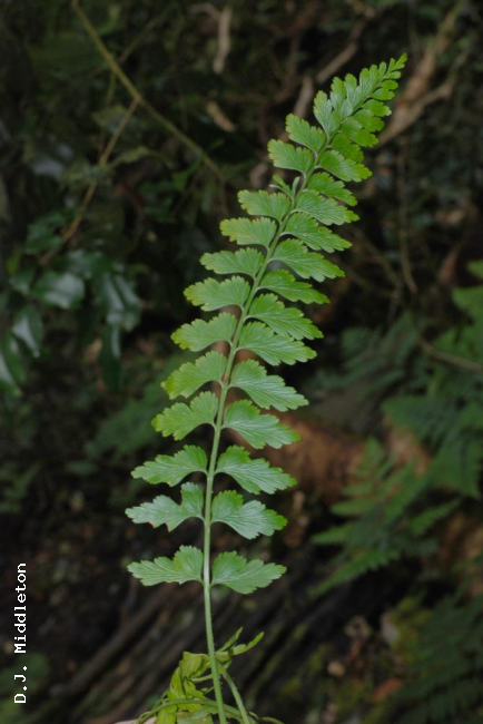 Frond