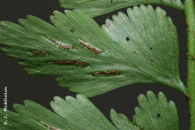 Lower surface of pinnae and sori