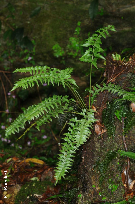 Habit