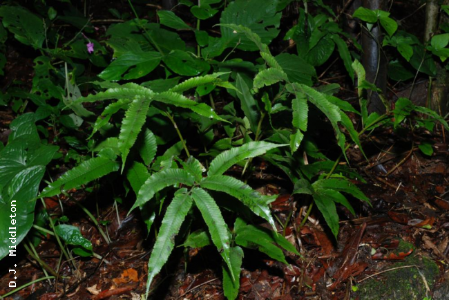 Habit