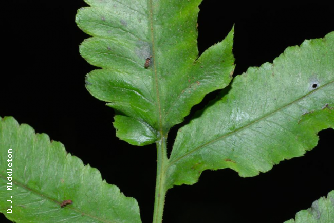 Base of terminal pinna from above with characteristic small lobe