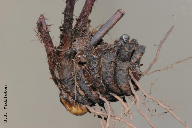 Rhizome
