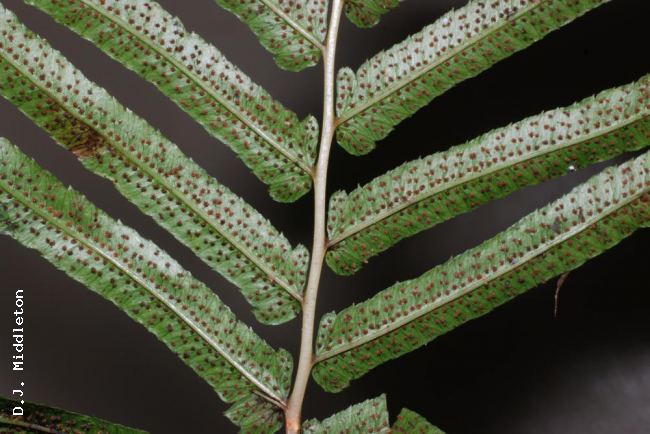 Lower surface of lamina