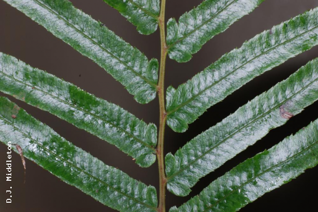 Upper surface of lamina