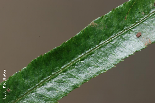 Upper surface of pinna