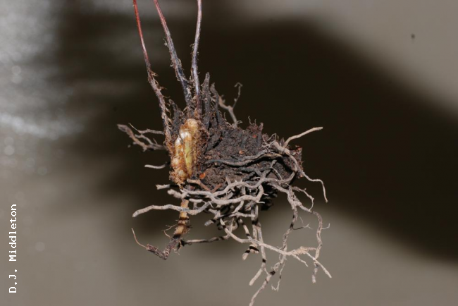 Rhizome