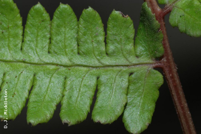 Upper surface of rachis and pinna
