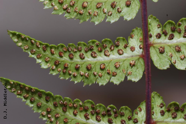Lower surface of rachis and pinnae with sori