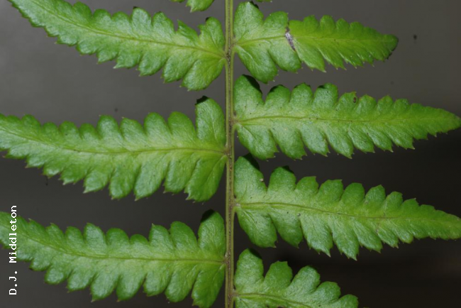Pinnae from above