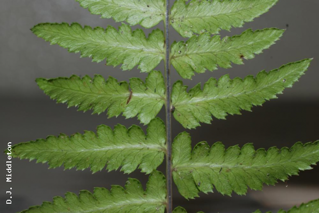 Pinnae from beneath