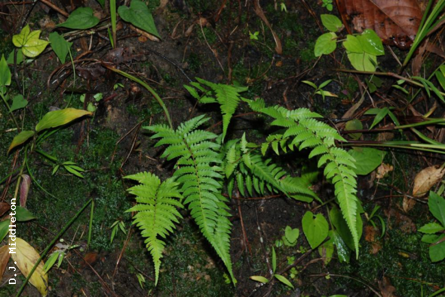 Habit
