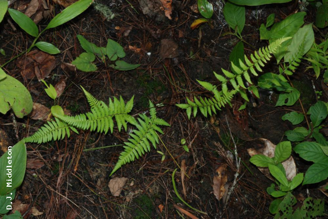 Habit