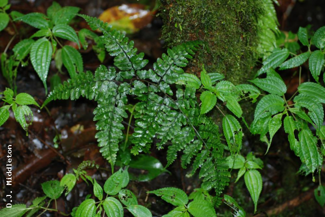 Habit