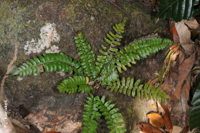 Habit