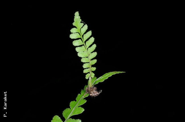 Bulbil near frond apex