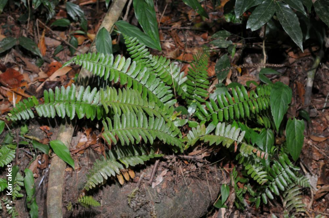 Habit